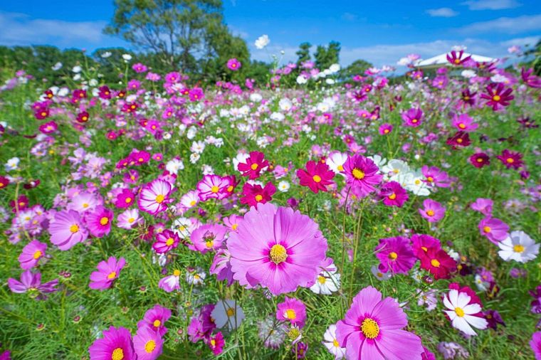 福岡粉蝶花&鬱金香嘉年華｜絕美花海公園×A5和牛燒烤×三大蟹吃到飽溫泉五日～湯布院‧柳川遊船‧城彩苑(福岡進出-長榮)