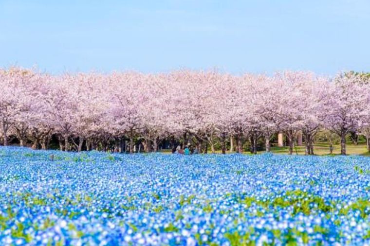 熊本粉蝶花&鬱金香嘉年華｜絕美花海公園×A5和牛燒烤×三大蟹吃到飽溫泉五日～湯布院‧柳川遊船‧太宰府(熊本進出-星宇)