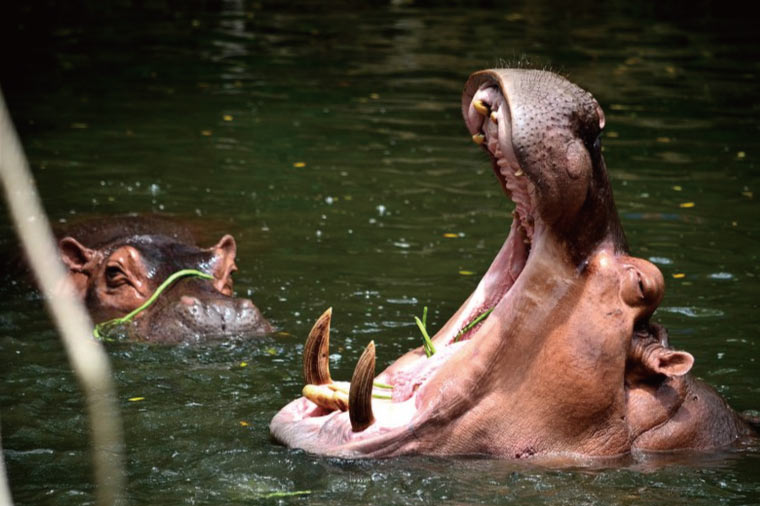 【深入綠山！一日與動物為伍的奇幻旅行】泰國芭堤雅 Khao Kheow Open Zoo 全攻略