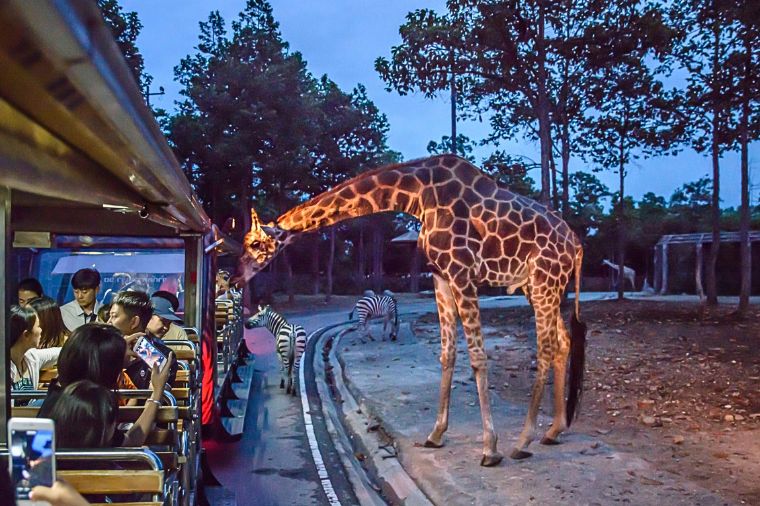巴里島SAFARI MARINE PARK野生動物園