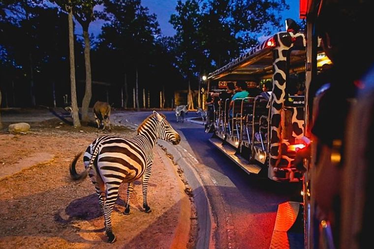 泰北清邁-夜間動物園