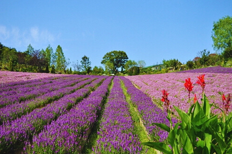 釜山香草之丘(Herb Hillz)
