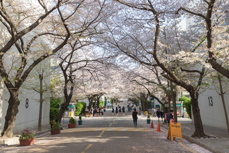_東大新洞櫻花隧道.jpg