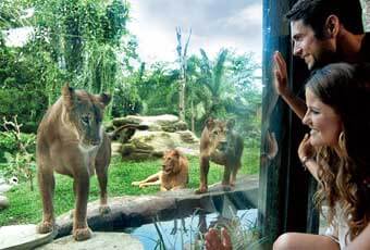 巴里島旅遊BALI ZOO奇幻動物園