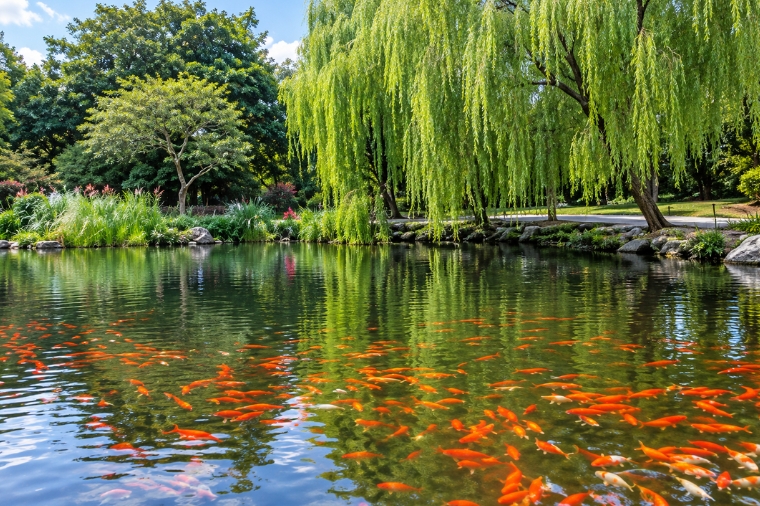 -花港觀魚.jpg