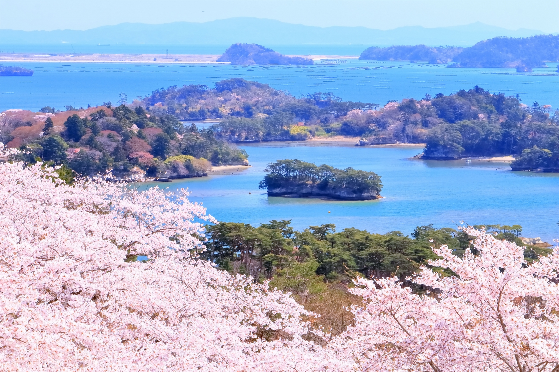 仙台必去旅遊景點-松島櫻花