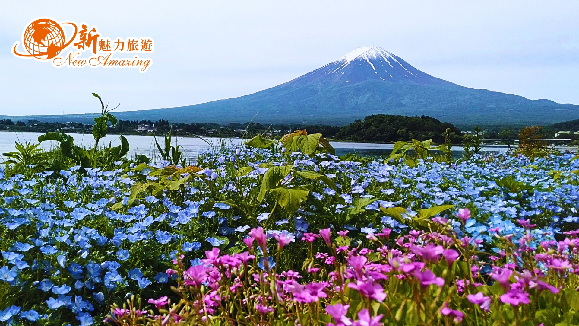 富士山河口湖周邊必訪景點精選