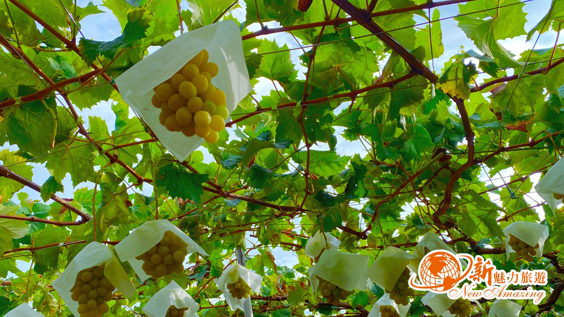 探索河口湖秘境美食