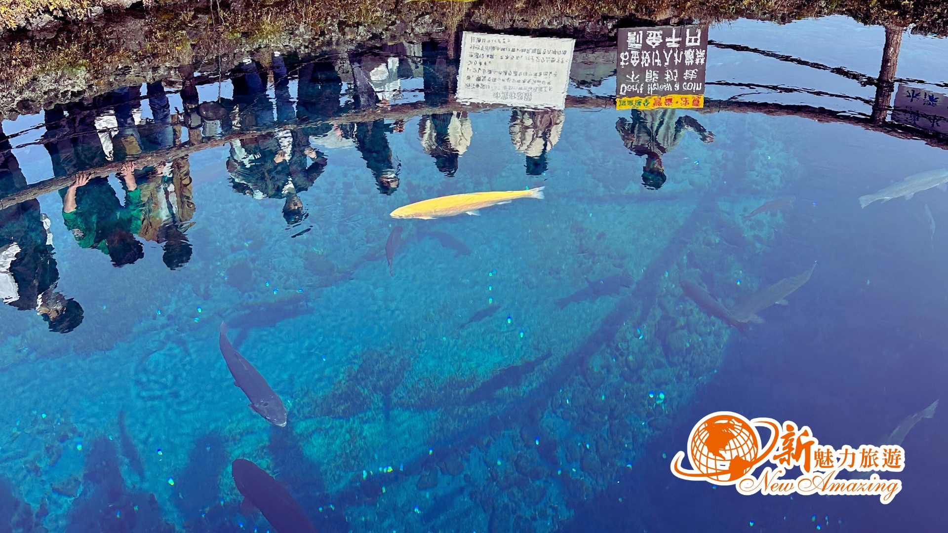 忍野八海交通美食全攻略