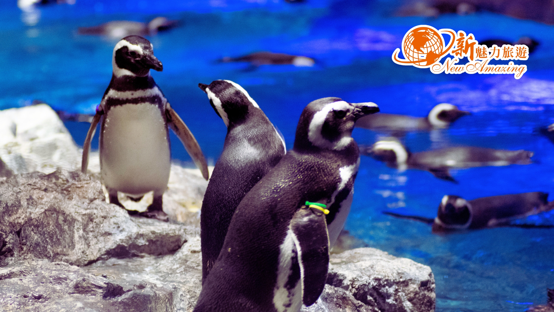 東京墨田水族館